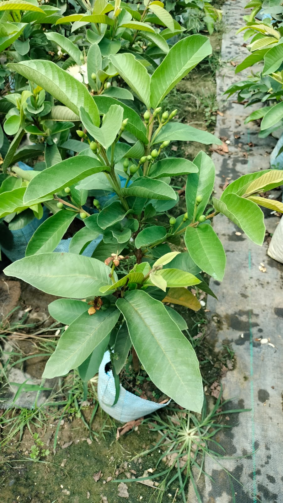 Lalit guava |Buy Lalit guava plant online - Premium Fruit Plants & Tree from Plantparadise - Just $550! Shop now at Plantparadise