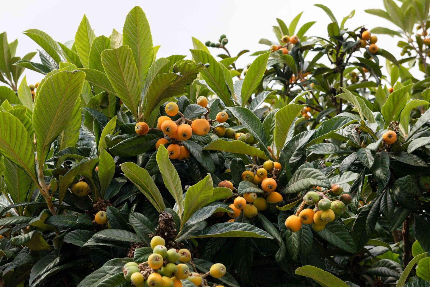 Loquat Fruit Plant
