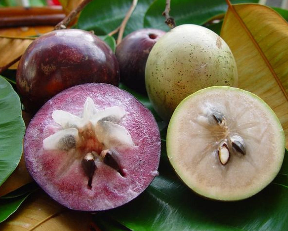 Milk Fruit Plant - Premium Fruit Plants & Tree from Plantparadise - Just $999! Shop now at Plantparadise
