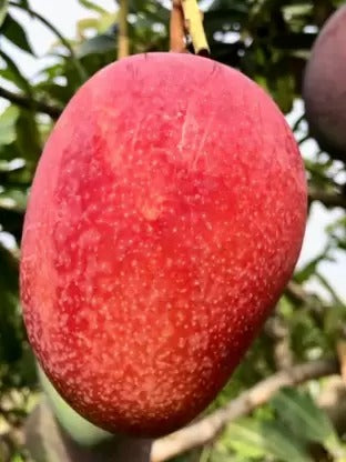 Vietnam All Time Mango Plant Grafted - Premium Fruit Plants from Plantparadise - Just $699.00! Shop now at Plantparadise