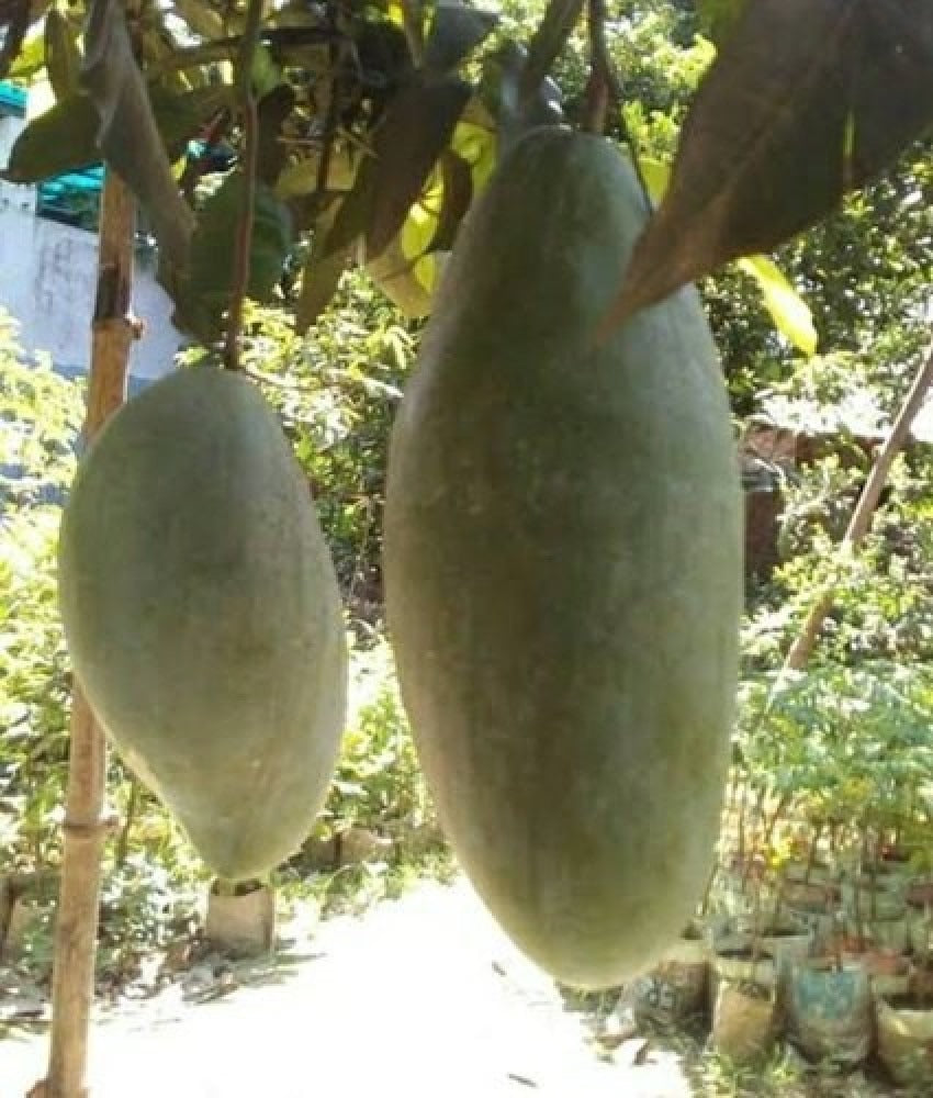 Brunei King Mango Plant - Premium Fruit Plants & Tree from Plantparadise - Just $950! Shop now at Plantparadise