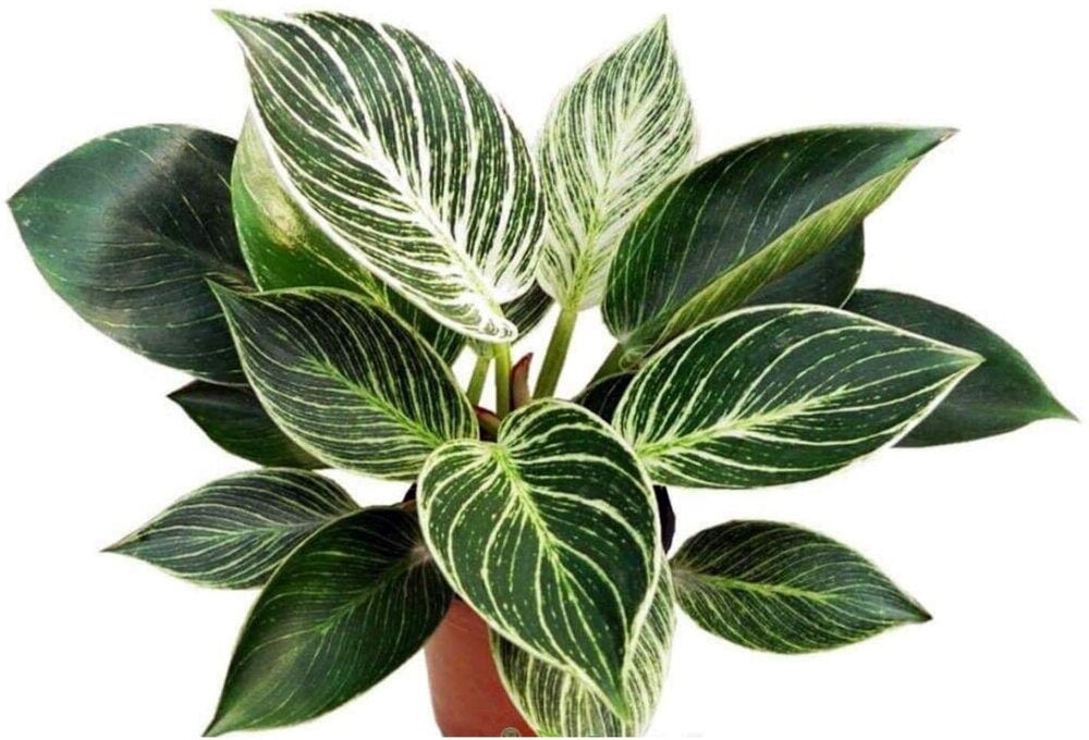 The Philodendron 'Birkin' Plant|Rare Philodendron Birkin plant - Premium Indoor Plant from Plantparadise - Just $450! Shop now at Plantparadise