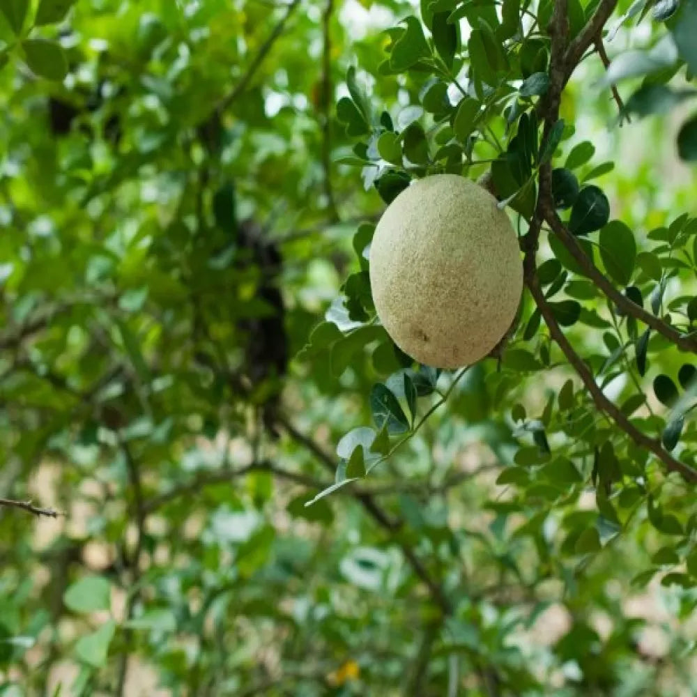 Thai Wood Apple Trees - Premium Fruit Plants & Tree from Plantparadise - Just $549.00! Shop now at Plantparadise