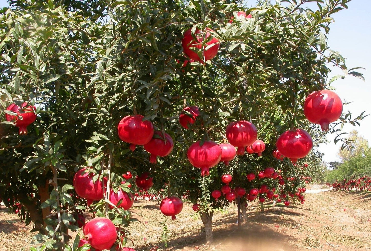 Super Bhagawa Pomegranate Plant|Buy Super Bhagawa Pomegranate Online - Premium Fruit Plants & Tree from Plantparadise - Just $499! Shop now at Plantparadise