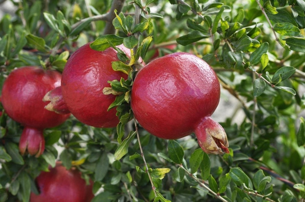 Super Bhagawa Pomegranate Plant|Buy Super Bhagawa Pomegranate Online - Premium Fruit Plants & Tree from Plantparadise - Just $499! Shop now at Plantparadise