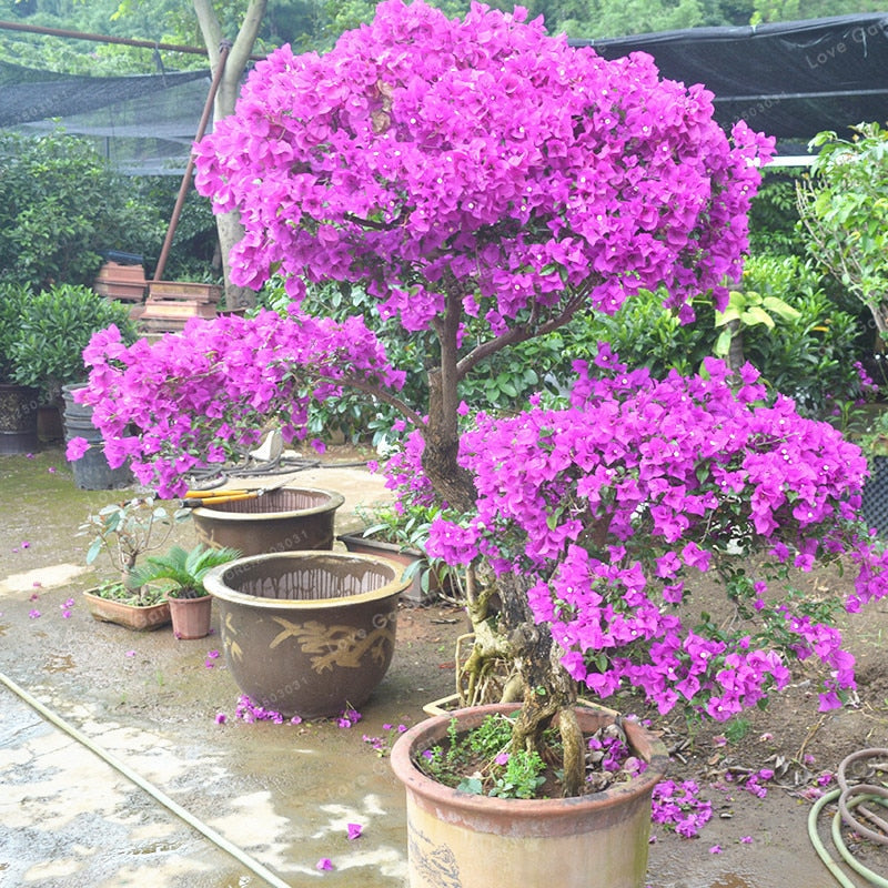 Bougainvillea Glabra (Formosa)- Flowering shurbs - Premium Flowering Shrubs from Plantparadise - Just $360.0! Shop now at Plantparadise