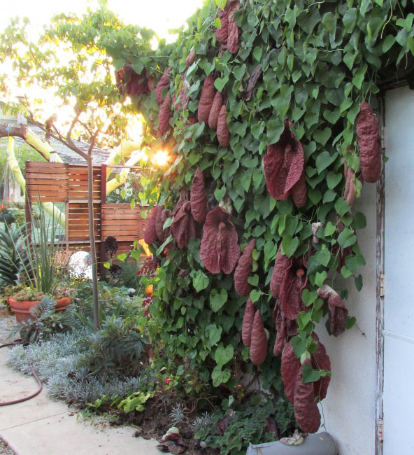 Aristolochia/Dutchman's Creeper - Exotic Creeper - Premium Creepers & Climbers from Plantparadise - Just $680.00! Shop now at Plantparadise
