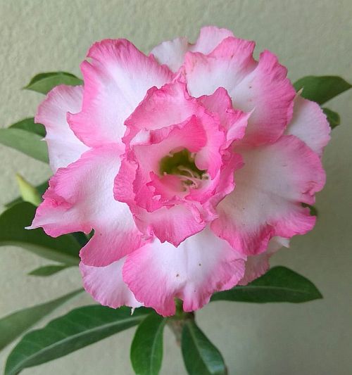 Adenium Taffi Pink and White colour Plant (Grafted) - Premium Flowering Plants from Plantparadise - Just $329! Shop now at Plantparadise