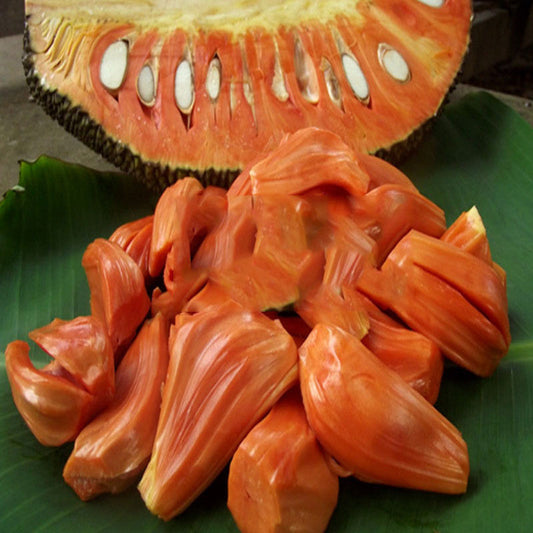 Jack Fruit Red/Red panasa (Grafted)- Fruit Plants - Premium Fruit Plants from Plantparadise - Just $570.00! Shop now at Plantparadise