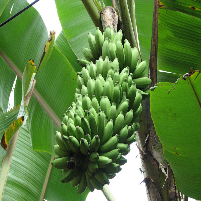 Banana Amruthapani - Fruit Plants & Tree - Premium Fruit Plants & Tree from Plantparadise - Just $390.00! Shop now at Plantparadise