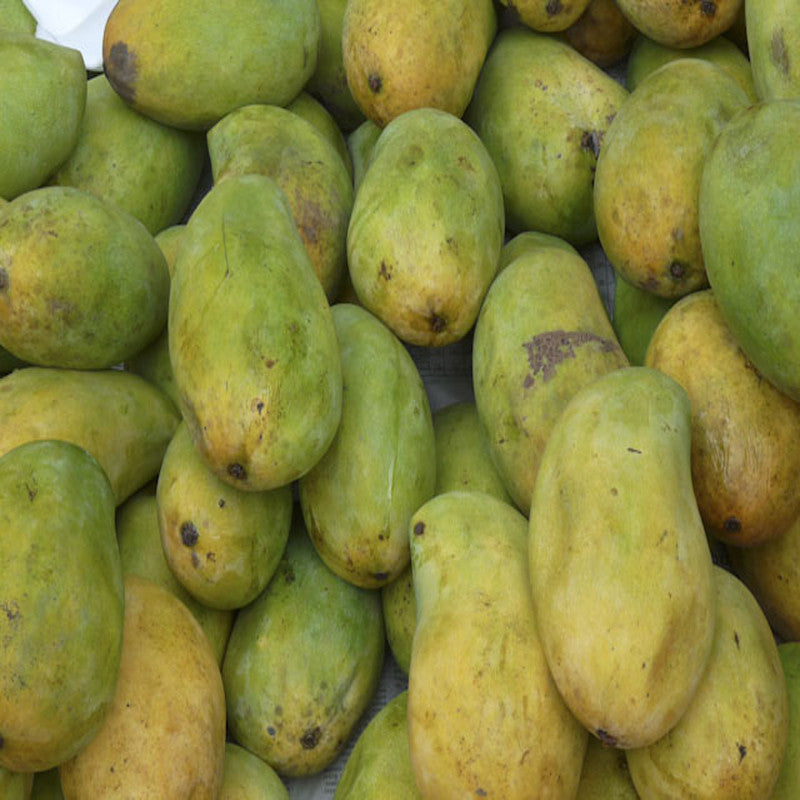 Mango cherukurasam(Grafted)- Fruit Plants & Tree - Premium Fruit Plants & Tree from Plantparadise - Just $520.0! Shop now at Plantparadise
