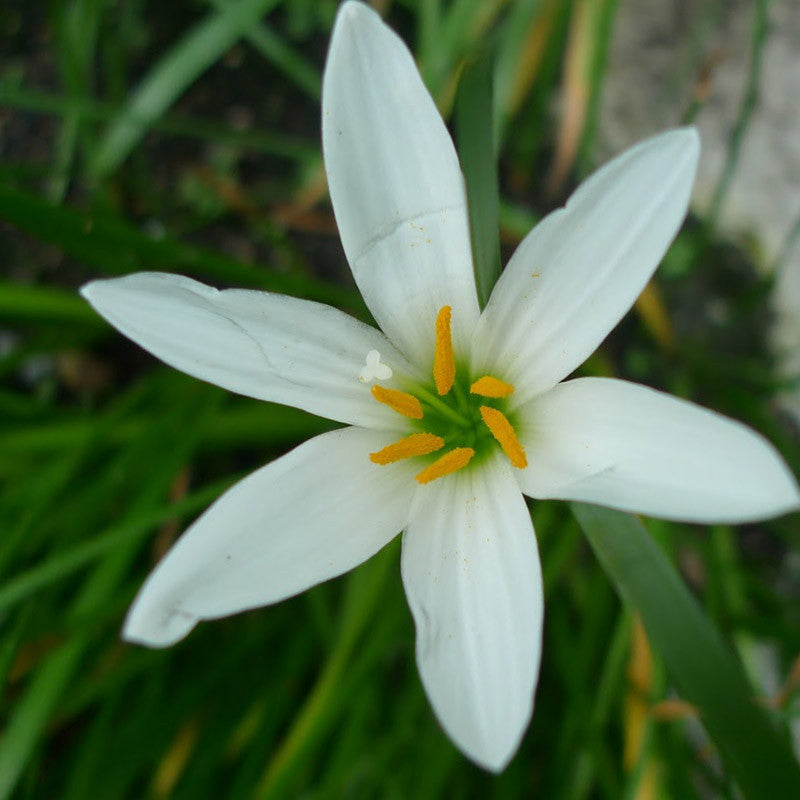 lily white plant Rain lily White - Flowering Plants