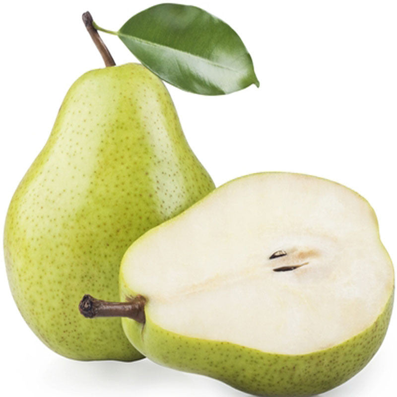 Babugosha/Indian Pear - Fruit Plants & Tree - Premium Fruit Plants & Tree from Plantparadise - Just $600.00! Shop now at Plantparadise