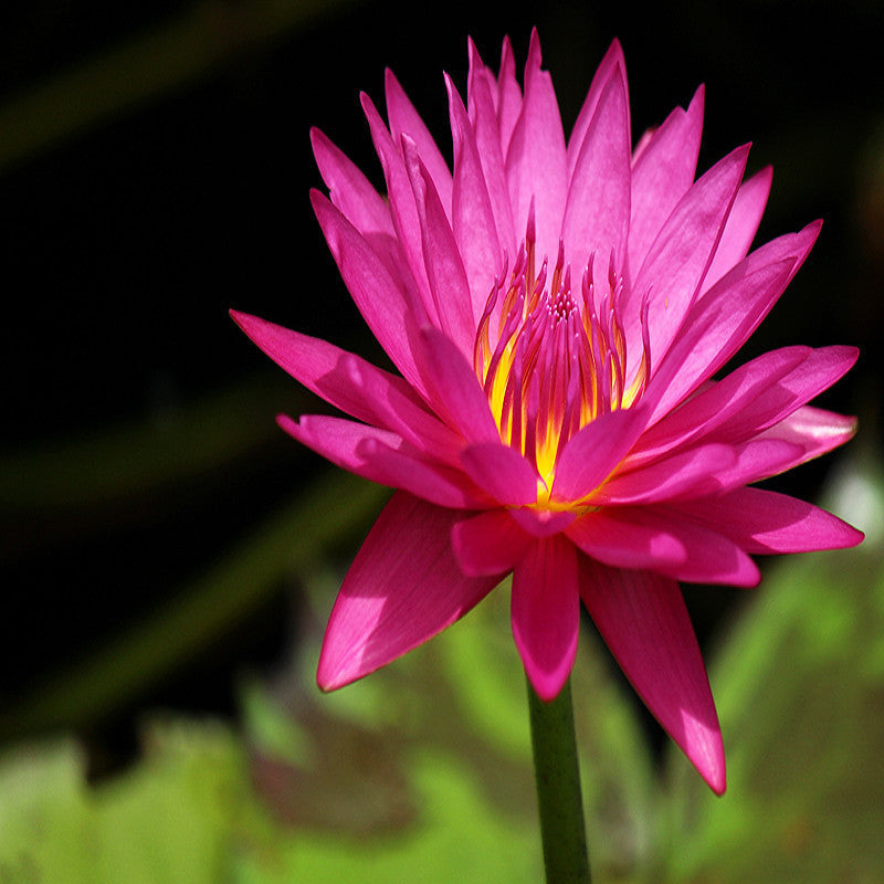 pink water lily flower Water Lily Hybrid Pink - Aquatic Plants