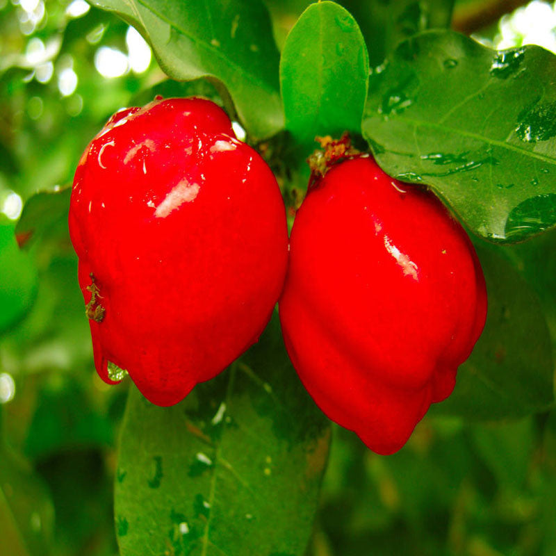Barbados Cherry -Fruit Plants & Tree - Premium Fruit Plants & Tree from Plantparadise - Just $699.00! Shop now at Plantparadise