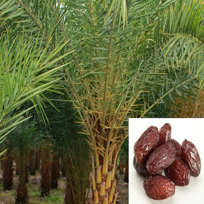 date seed plant Date palm- Fruit Plants & Tree