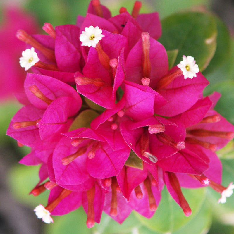 Bougainvillea Dwarf - Flowering Shrubs - Premium Flowering Shrubs from Plantparadise - Just $360.0! Shop now at Plantparadise