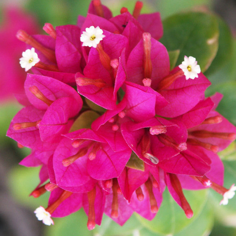 Bougainvillea Dwarf - Flowering Shrubs - Premium Flowering Shrubs from Plantparadise - Just $360.0! Shop now at Plantparadise