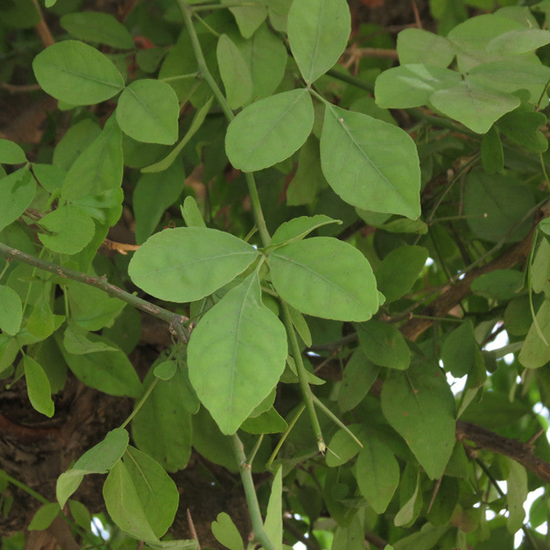 Bilva/Bael/Aegle marmelos - Fruit Plants & Trees - Premium Avenue Trees from Plantparadise - Just $440! Shop now at Plantparadise