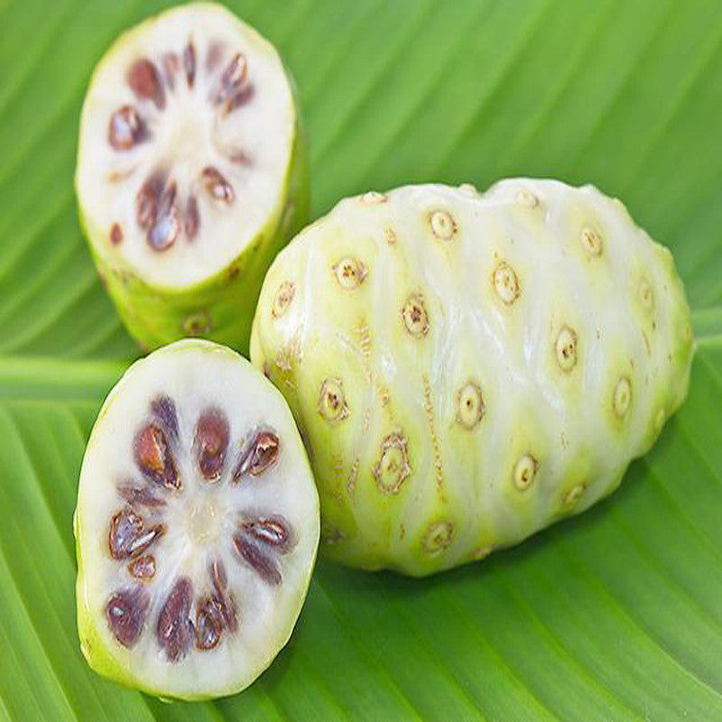 Noni/cheese fruit - Fruit Plants & Tree - Premium Fruit Plants & Tree from plantparadise - Just $640! Shop now at Plantparadise