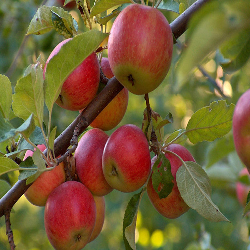 Apple Red (Grafted) - Fruit Plants & Tree - Premium Fruit Plants & Tree from Plantparadise - Just $510.0! Shop now at Plantparadise