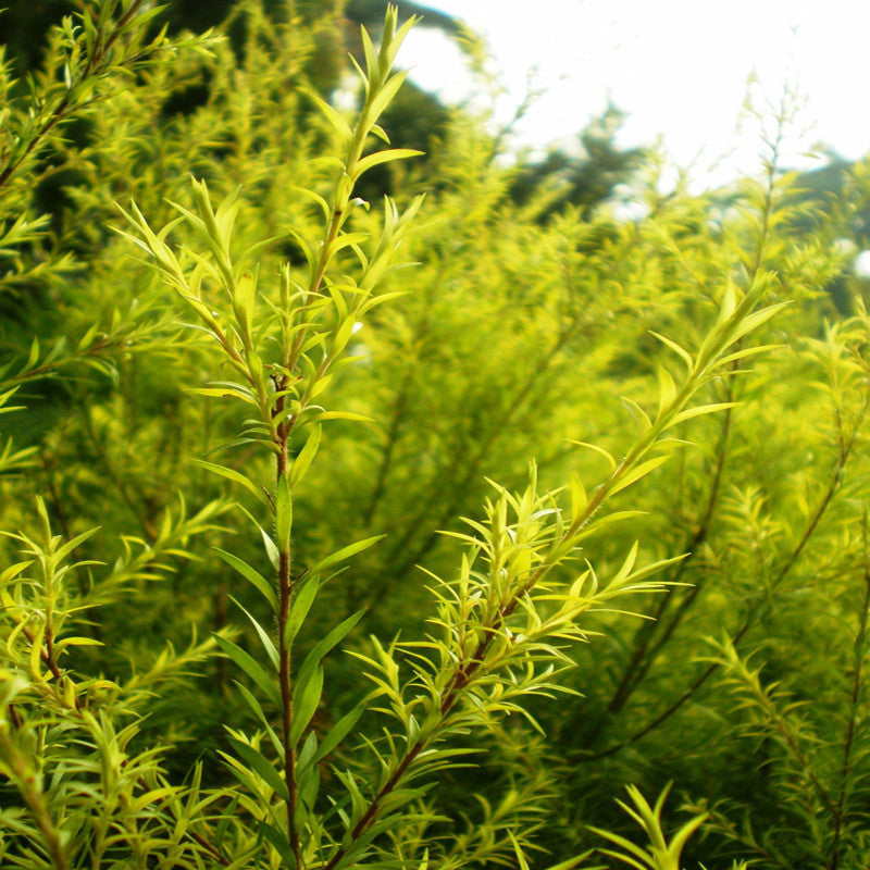 Golden bottle brush - Avenue Trees - Premium Avenue Trees from Plantparadise - Just $530.00! Shop now at Plantparadise