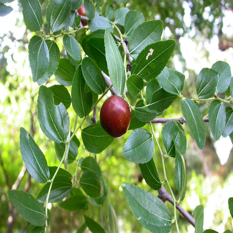 Indian Jujubee/Indian Ber - Fruit Plants & Tree - Premium Fruit Plants & Tree from Plantparadise - Just $460.0! Shop now at Plantparadise