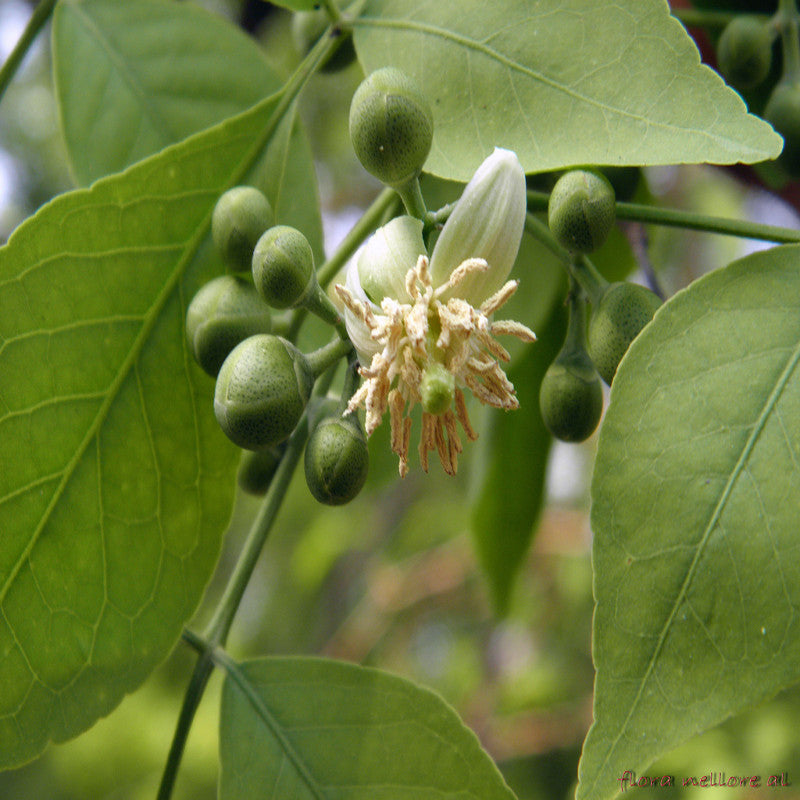 Bilva/Bael/Aegle marmelos - Fruit Plants & Trees - Premium Avenue Trees from Plantparadise - Just $440! Shop now at Plantparadise