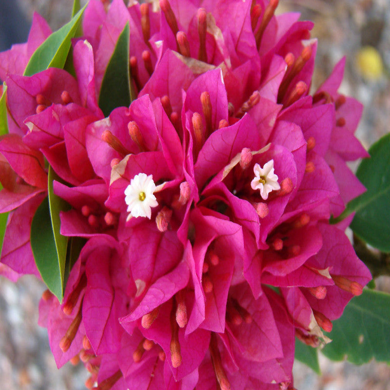 Bougainvillea Dwarf - Flowering Shrubs - Premium Flowering Shrubs from Plantparadise - Just $360.0! Shop now at Plantparadise