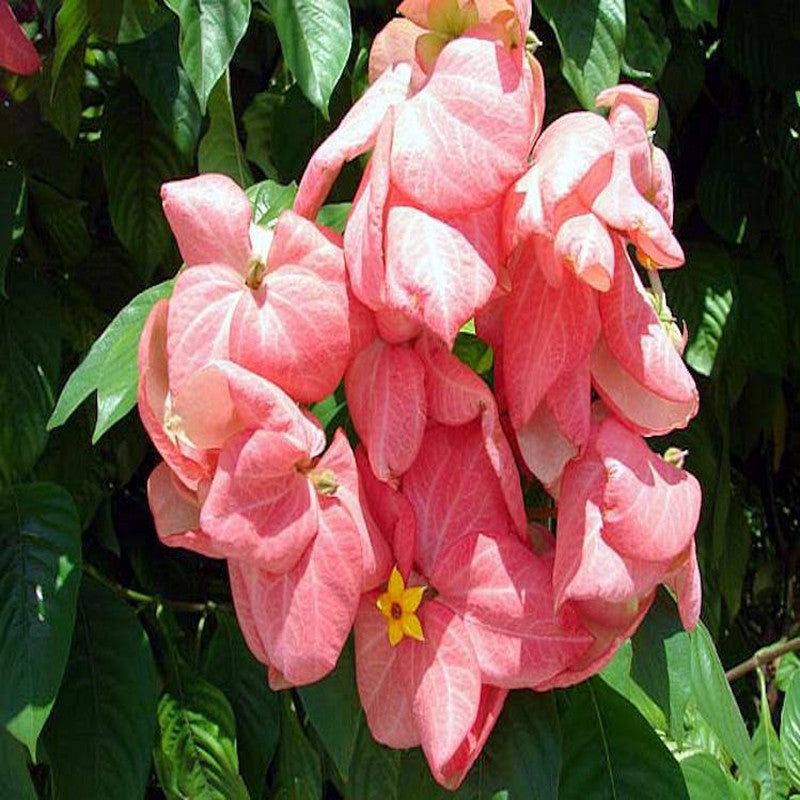 Mussaenda Pink - Flowering Shrubs - Premium Flowering Shrubs from Plantparadise - Just $685.00! Shop now at Plantparadise