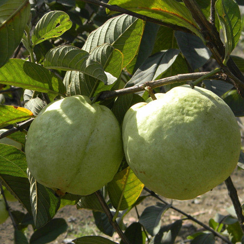 Guava Kg Guava(Grafted) -Big Size Plants - Premium Big Size Plants from Plantparadise - Just $375.0! Shop now at Plantparadise