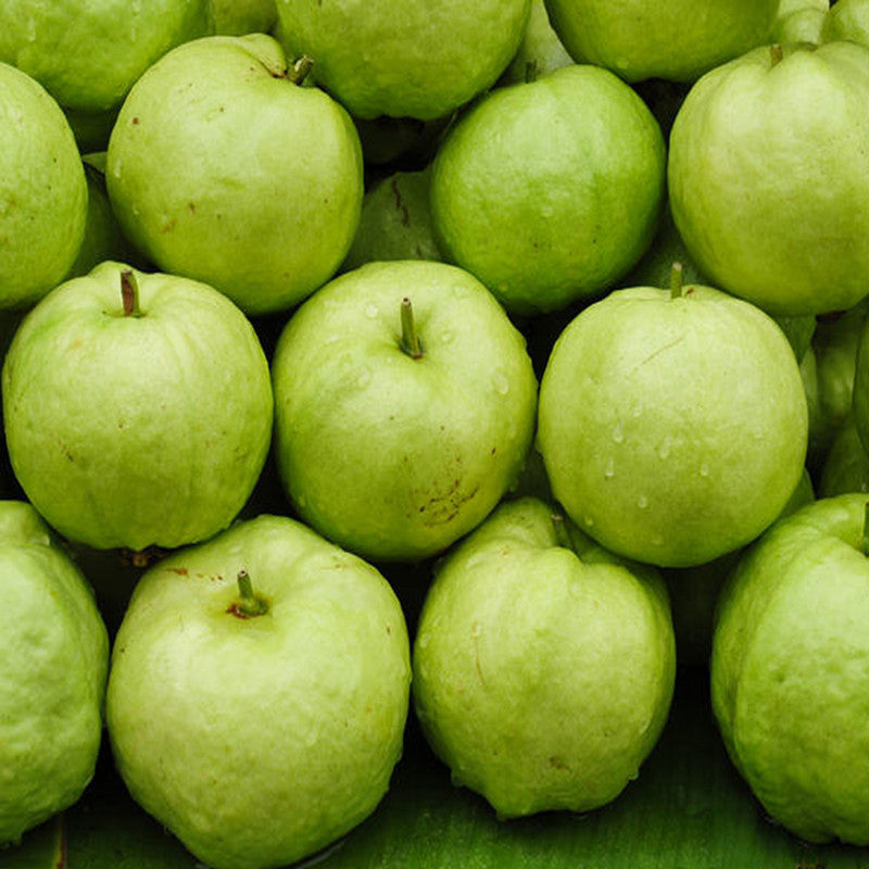 Guava-Lucknow-49(Air Layered Plant) - Fruit Plants & Tree - Premium Fruit Plants & Tree from Plantparadise - Just $375.0! Shop now at Plantparadise