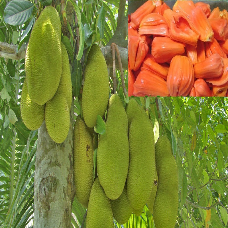 Jack Fruit Red/Red panasa (Grafted)- Fruit Plants - Premium Fruit Plants from Plantparadise - Just $570.00! Shop now at Plantparadise
