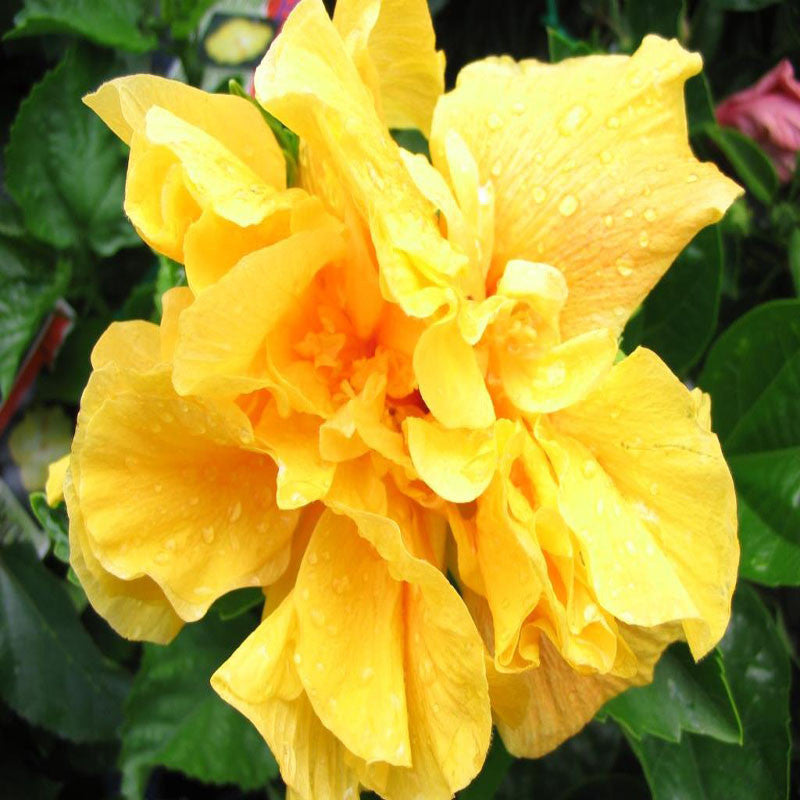 Hibiscus Yellow DOUBLE - Flowering Shrubs - Premium Flowering Shrubs from Plantparadise - Just $299.00! Shop now at Plantparadise