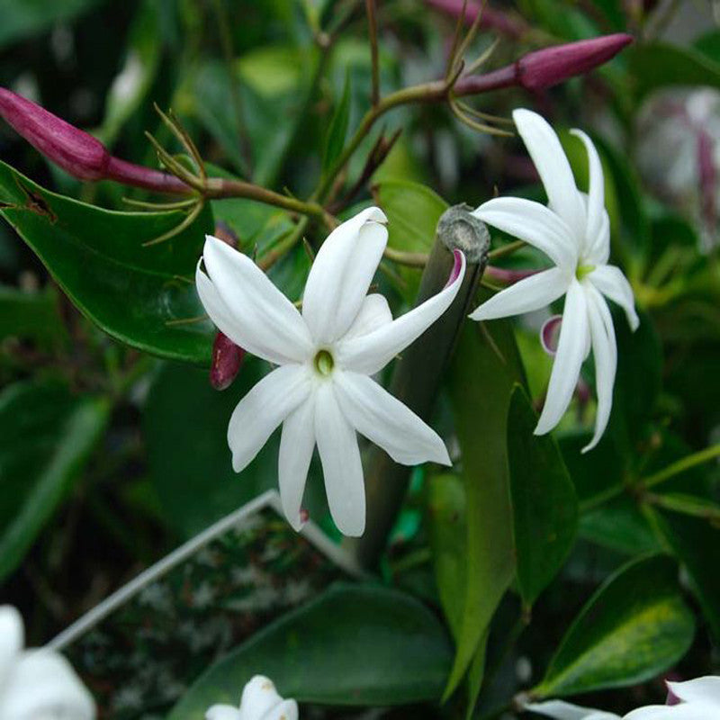 Angel wing jasmine - Creepers & Climbers - Premium Creepers & Climbers from Plantparadise - Just $300.00! Shop now at Plantparadise