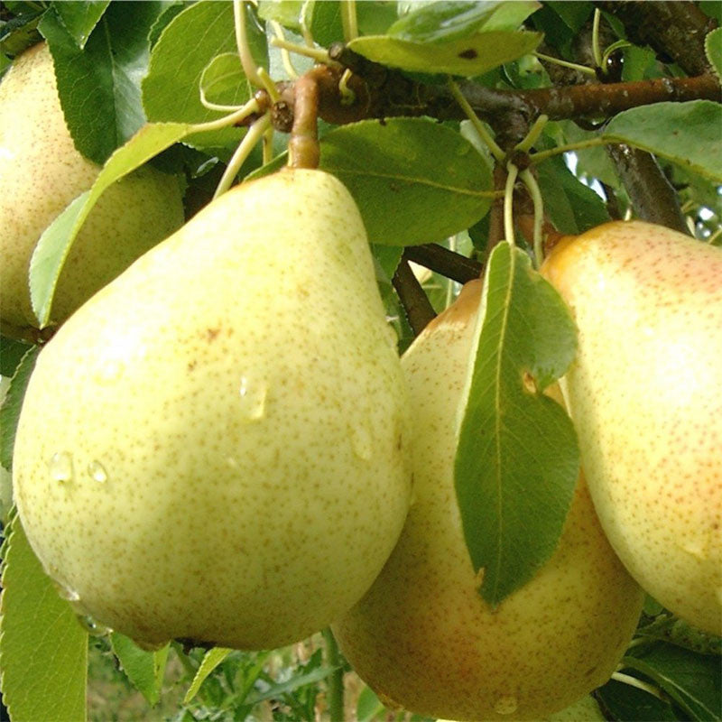 Babugosha/Indian Pear - Fruit Plants & Tree - Premium Fruit Plants & Tree from Plantparadise - Just $600.00! Shop now at Plantparadise