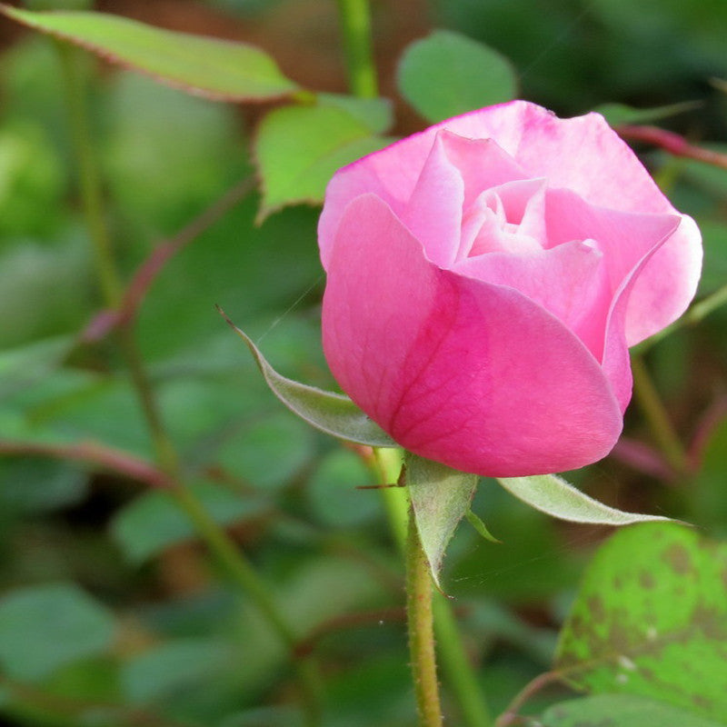 Floribunda Rose - Flowering Shrubs - Premium Flowering Shrubs from Plantparadise - Just $440.00! Shop now at Plantparadise