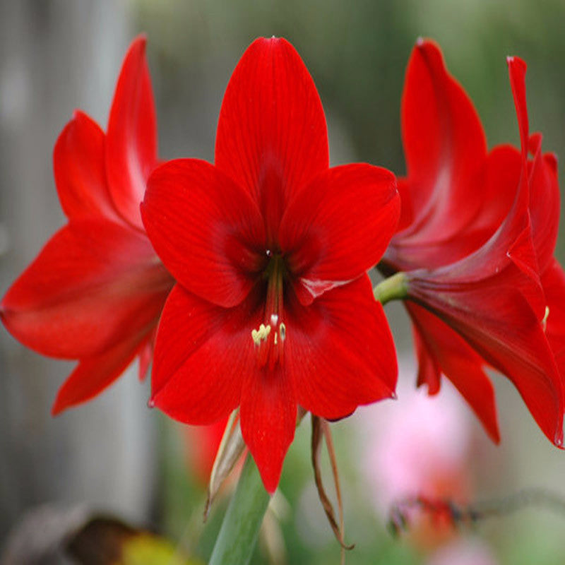 Amaryllis Lily Red - Flowering Plants - Premium Flowering Bulb from Plantparadise - Just $400.00! Shop now at Plantparadise