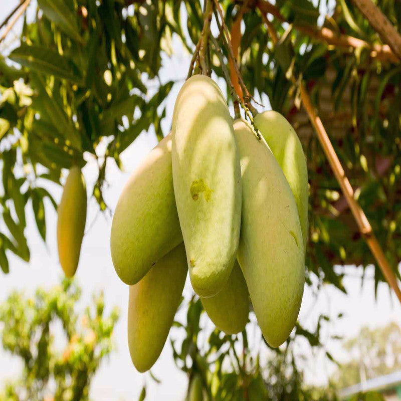 Totapuri Mango(Grafted) - Fruit Plants & Tree - Premium Fruit Plants & Tree from Plantparadise - Just $730.00! Shop now at Plantparadise