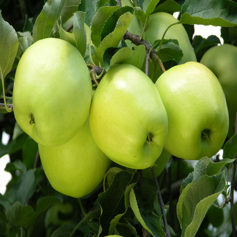 Apple Green (Grafted) - Fruit Plants & Tree - Premium Fruit Plants & Tree from Plantparadise - Just $600.0! Shop now at Plantparadise