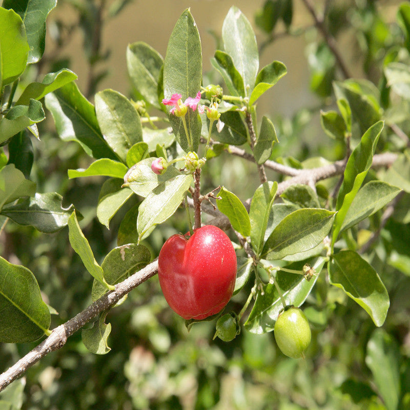 Barbados Cherry -Fruit Plants & Tree - Premium Fruit Plants & Tree from Plantparadise - Just $699.00! Shop now at Plantparadise