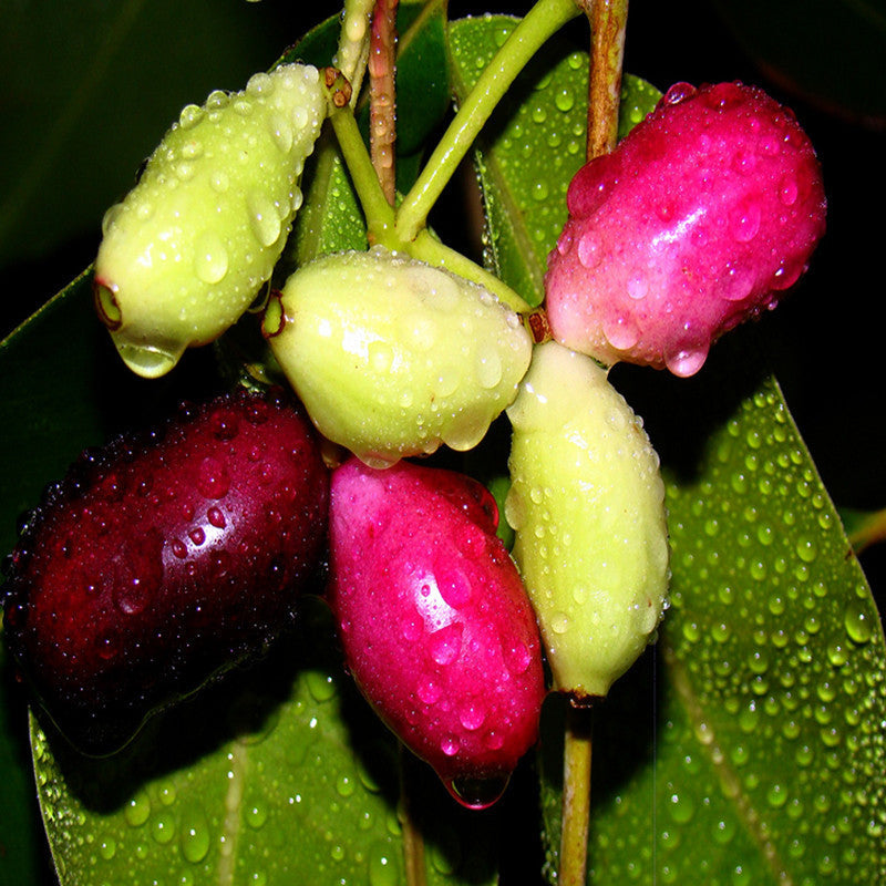 Jambolan Badoli (Grafted)- Fruit Plants & Tree - Premium Fruit Plants & Tree from Plantparadise - Just $540.00! Shop now at Plantparadise