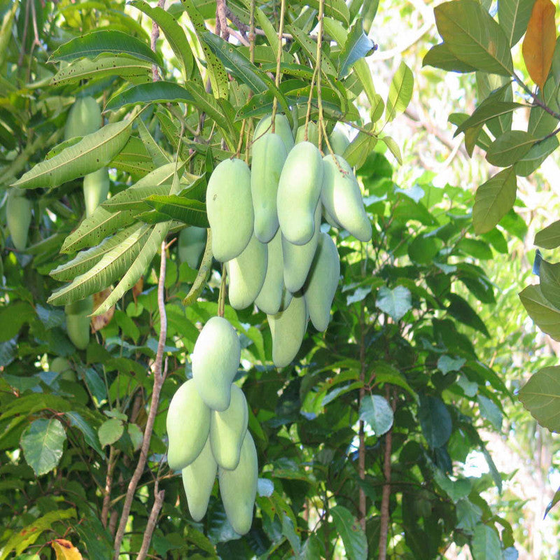 Totapuri Mango(Grafted) - Fruit Plants & Tree - Premium Fruit Plants & Tree from Plantparadise - Just $730.00! Shop now at Plantparadise