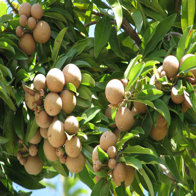 Chikoo-Pala(Grafted)- Fruit Plants & Tree - Premium Fruit Plants & Tree from Plantparadise - Just $550.00! Shop now at Plantparadise