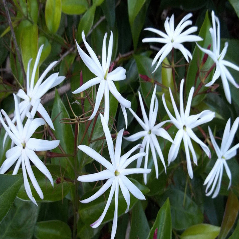 Angel wing jasmine - Creepers & Climbers - Premium Creepers & Climbers from Plantparadise - Just $300.00! Shop now at Plantparadise