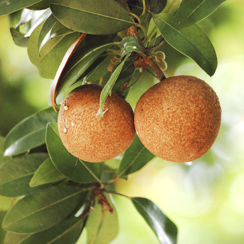 Chikoo-Kalapatti(Grafted)- Fruit Plants & Tree - Premium Fruit Plants & Tree from Plantparadise - Just $560.0! Shop now at Plantparadise
