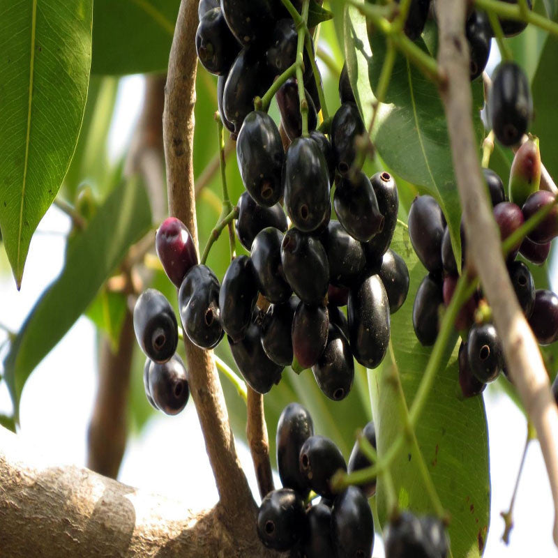 Jambolan(Grafted) - Fruit Plants & Tree - Premium Fruit Plants & Tree from Plantparadise - Just $490.0! Shop now at Plantparadise