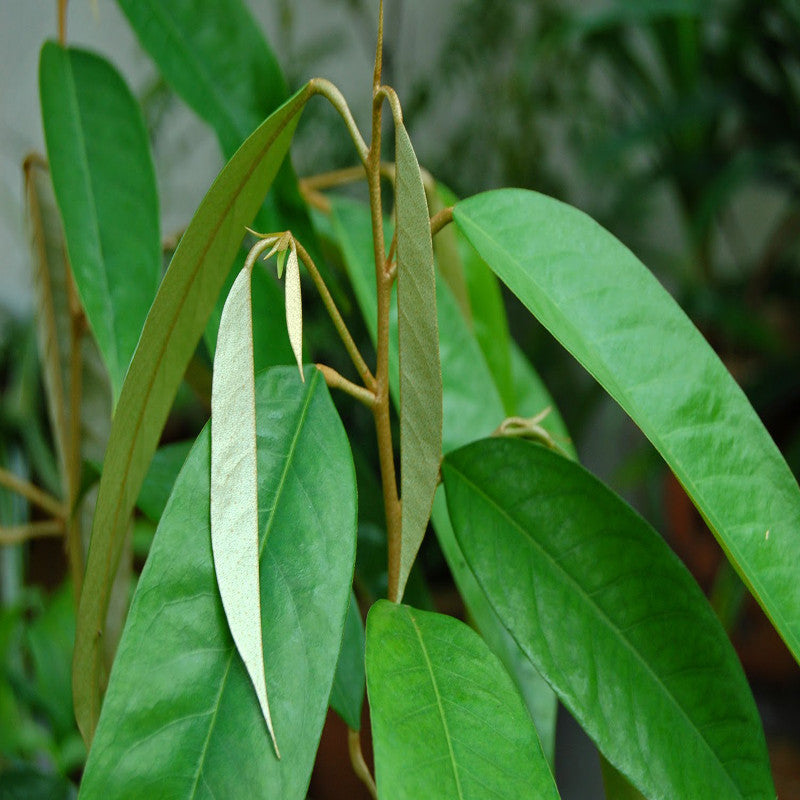 Durian Fruit - Fruit Plants & Tree - Premium Fruit Plants & Tree from Plantparadise - Just $1090! Shop now at Plantparadise