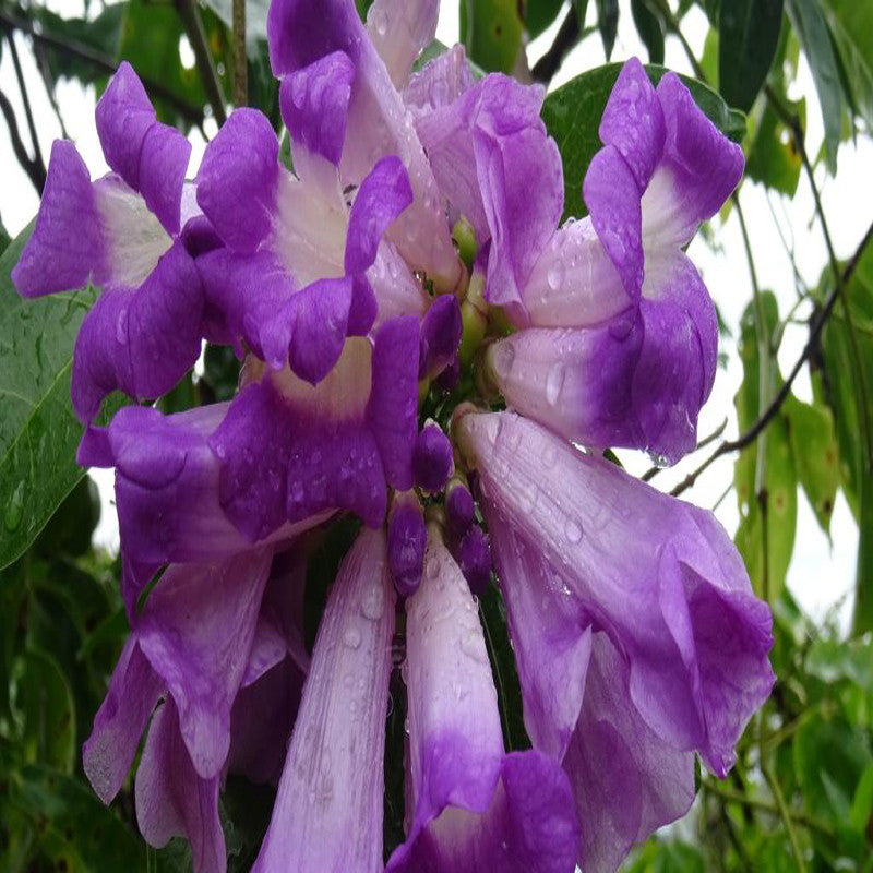 Garlic Creeper - Creepers & Climbers - Premium Creepers & Climbers from Plantparadise - Just $665.00! Shop now at Plantparadise
