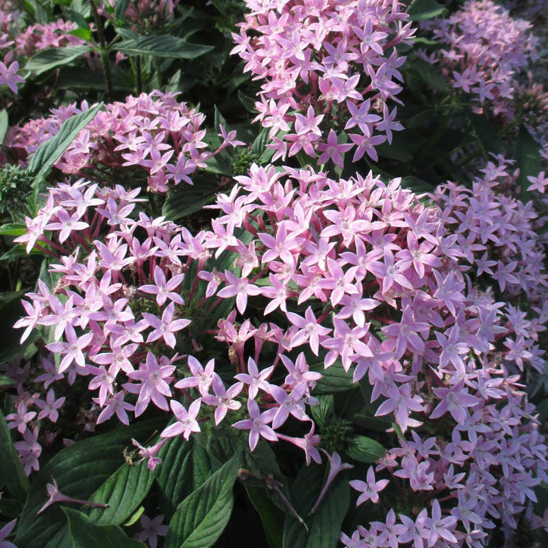 Pentas Violet - Flowering Plants - Premium Flowering Plants from Plantparadise - Just $570.00! Shop now at Plantparadise